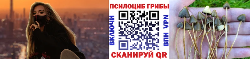 где можно купить   Богородск  Псилоцибиновые грибы GOLDEN TEACHER 